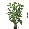Plante artificielle Fishtail Palm 160 cm Plante artificielle Fishtail Palm 160 cm