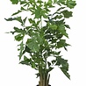 Plante artificielle Fishtail Palm 190 cm Plante artificielle Fishtail Palm 190 cm