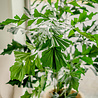 Plante artificielle Fishtail Palm 190 cm Plante artificielle Fishtail Palm 190 cm