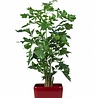 Plante artificielle Fishtail Palm 190 cm Plante artificielle Fishtail Palm 190 cm