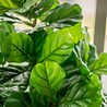 Tabac Artificiel Ficus Lyrate 180 cm Tabac Artificiel Ficus Lyrate 180 cm