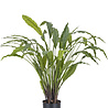 Kunstplant Calathea 80 cm Kunstplant Calathea 80 cm