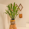 Kunstplant Calathea 80 cm Kunstplant Calathea 80 cm