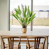 Kunstplant Calathea 80 cm Kunstplant Calathea 80 cm
