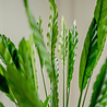Kunstplant Calathea 80 cm Kunstplant Calathea 80 cm