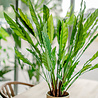 Kunstplant Calathea 80 cm Kunstplant Calathea 80 cm