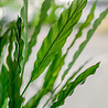 Kunstplant Calathea 80 cm Kunstplant Calathea 80 cm