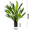 Kunstplant Calathea 80 cm Kunstplant Calathea 80 cm
