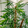 Plante artificielle Bambou Buddha 120 cm Plante artificielle Bambou Buddha 120 cm