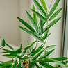 Plante artificielle Bambou Buddha 120 cm Plante artificielle Bambou Buddha 120 cm