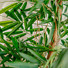 Plante artificielle Bambou Buddha 120 cm Plante artificielle Bambou Buddha 120 cm