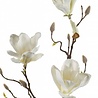 Magnolia artificiel blanc 90 cm Magnolia artificiel blanc 90 cm