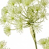 Fleur artificielle berce du Caucase 105 cm Fleur artificielle berce du Caucase 105 cm