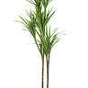 Plante artificielle Dracaena 120 cm. Plante artificielle Dracaena 120 cm.