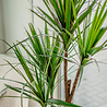 Plante artificielle Dracaena 120 cm. Plante artificielle Dracaena 120 cm.