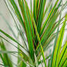 Plante artificielle Dracaena 120 cm. Plante artificielle Dracaena 120 cm.