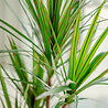 Plante artificielle Dracaena 120 cm. Plante artificielle Dracaena 120 cm.