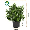 Plante artificielle buxus mini 36 cm en pot UV Plante artificielle buxus mini 36 cm en pot UV