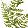 Branche de fougère artificielle verte 85 cm Branche de fougère artificielle verte 85 cm