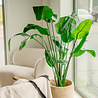 Plante artificielle Strelitzia Deluxe 180 cm Plante artificielle Strelitzia Deluxe 180 cm