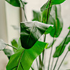 Plante artificielle Strelitzia Deluxe 180 cm Plante artificielle Strelitzia Deluxe 180 cm
