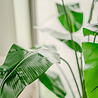 Plante artificielle Strelitzia Deluxe 180 cm Plante artificielle Strelitzia Deluxe 180 cm