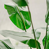 Plante artificielle Strelitzia Deluxe 180 cm Plante artificielle Strelitzia Deluxe 180 cm