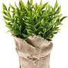 Plante artificielle Ruscus 20 cm Plante artificielle Ruscus 20 cm