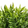 Plante artificielle Ruscus 20 cm Plante artificielle Ruscus 20 cm