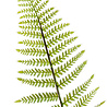 Branche de fougère artificielle 100 cm vert Branche de fougère artificielle 100 cm vert