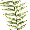 Branche de fougère artificielle 100 cm vert Branche de fougère artificielle 100 cm vert