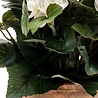 Plante artificielle Begonia 30 cm crème en pot Plante artificielle Begonia 30 cm crème en pot