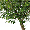 Olivier artificiel 270 cm sans olives Olivier artificiel 270 cm sans olives