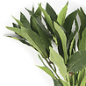 Feuille de laurier artificielle 50 cm verte Feuille de laurier artificielle 50 cm verte
