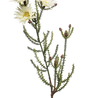 Fleur artificielle Phaenocoma beige 61 cm Fleur artificielle Phaenocoma beige 61 cm