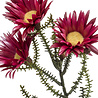 Fleur artificielle Phaenocoma fuchsia 61 cm Fleur artificielle Phaenocoma fuchsia 61 cm