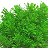 Plante artificielle Pin 20 cm vert Plante artificielle Pin 20 cm vert