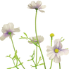 Fleur artificielle Cosmos Orion 60 cm violet Fleur artificielle Cosmos Orion 60 cm violet