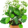 Fleur artificielle Kalanchoe plant 31 cm blanc Fleur artificielle Kalanchoe plant 31 cm blanc