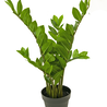 Kunstplant Zamioculcas 65 cm Kunstplant Zamioculcas 65 cm