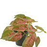 Plante artificielle Scindapsus 25 cm Plante artificielle Scindapsus 25 cm