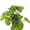 Plante artificielle Monstera 25 cm Plante artificielle Monstera 25 cm