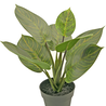 Kunstplant Rohdea 34 cm Kunstplant Rohdea 34 cm