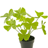 Plante artificielle Trèfle 30 cm dans un pot ornemental noir Plante artificielle Trèfle 30 cm dans un pot ornemental noir