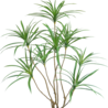 Plante artificielle Dracaena 120 cm Plante artificielle Dracaena 120 cm