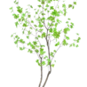 Plante artificielle Enkianthus 180 cm Plante artificielle Enkianthus 180 cm