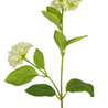 Fleur artificielle Snowball/Viburnum 70 cm vert/blanc Fleur artificielle Snowball/Viburnum 70 cm vert/blanc
