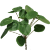 Plante artificielle Pilea Pancake 50 cm Plante artificielle Pilea Pancake 50 cm