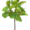 Ficus Tobacco Plant Deluxe 90 cm Ficus Tobacco Plant Deluxe 90 cm