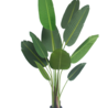 Plante artificielle Strelitzia Deluxe 160 cm Plante artificielle Strelitzia Deluxe 160 cm